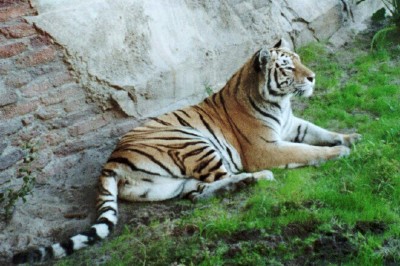 Contented tiger on the Maharajah Trek, an Asian-themed zoo habitat, Animal Kingdom, Walt Disney World (Scarborough photo) Contented tiger on the Maharajah Trek, an Asian-themed zoo habitat, Animal Kingdom, Walt Disney World (Scarborough photo)